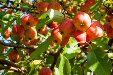 Yaban elması ve yaban elması. Malus, gülgiller (Rosaceae) familyasından bir elma ağacı cinsidir.