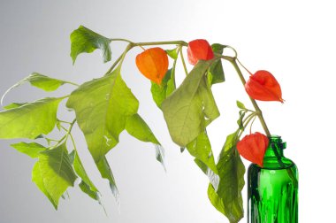 Physalis. Avrupa çalı 