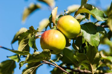 Yaban elması ve yaban elması. Malus, gülgiller (Rosaceae) familyasından bir elma ağacı cinsidir.