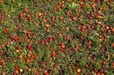 Yaban elması ve yaban elması. Malus, gülgiller (Rosaceae) familyasından bir elma ağacı cinsidir.
