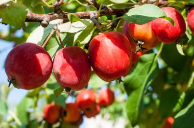 Yaban elması ve yaban elması. Malus, gülgiller (Rosaceae) familyasından bir elma ağacı cinsidir.