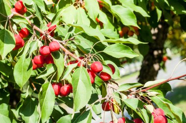 Yaban elması ve yaban elması. Malus, gülgiller (Rosaceae) familyasından bir elma ağacı cinsidir.