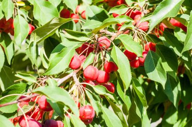 Yaban elması ve yaban elması. Malus, gülgiller (Rosaceae) familyasından bir elma ağacı cinsidir.
