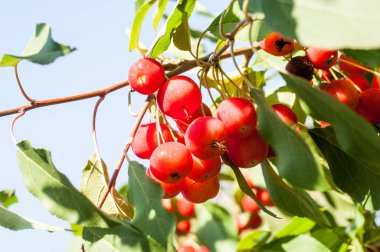 Yaban elması ve yaban elması. Malus, gülgiller (Rosaceae) familyasından bir elma ağacı cinsidir.