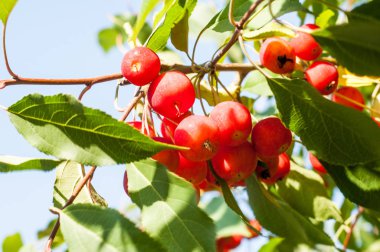 Yaban elması ve yaban elması. Malus, gülgiller (Rosaceae) familyasından bir elma ağacı cinsidir.
