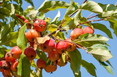 Yaban elması ve yaban elması. Malus, gülgiller (Rosaceae) familyasından bir elma ağacı cinsidir.
