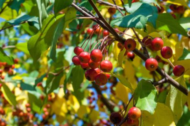 Yaban elması ve yaban elması. Malus, gülgiller (Rosaceae) familyasından bir elma ağacı cinsidir.