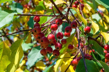 Yaban elması ve yaban elması. Malus, gülgiller (Rosaceae) familyasından bir elma ağacı cinsidir.
