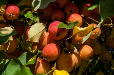 Yaban elması ve yaban elması. Malus, gülgiller (Rosaceae) familyasından bir elma ağacı cinsidir.
