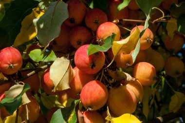 Yaban elması ve yaban elması. Malus, gülgiller (Rosaceae) familyasından bir elma ağacı cinsidir.