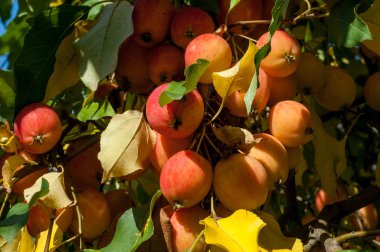 Yaban elması ve yaban elması. Malus, gülgiller (Rosaceae) familyasından bir elma ağacı cinsidir.