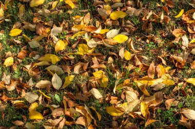 Yaban elması ve yaban elması. Malus, gülgiller (Rosaceae) familyasından bir elma ağacı cinsidir.