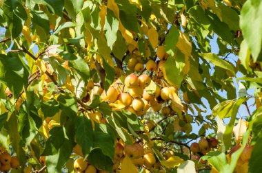 Yaban elması ve yaban elması. Malus, gülgiller (Rosaceae) familyasından bir elma ağacı cinsidir.