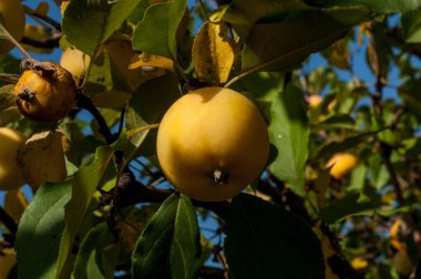 Yaban elması ve yaban elması. Malus, gülgiller (Rosaceae) familyasından bir elma ağacı cinsidir.