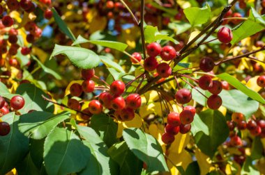 Yaban elması ve yaban elması. Malus, gülgiller (Rosaceae) familyasından bir elma ağacı cinsidir.
