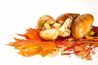 Boletus mantar, sonbahar akçaağaç yaprakları.