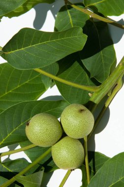 Ceviz süt kemâl. değil olgun, yeşil. Ceviz, nutwood, ceviz ağacı. tamamlayan bir başka yeşil bir meyve içine sert bir kabuk içinde bulunan oluşan bir yaprak döken ağaç büyük buruşuk yemeklik tohum.