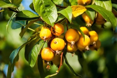 Yaban elması ve yaban elması. Malus, gülgiller (Rosaceae) familyasından bir elma ağacı cinsidir.
