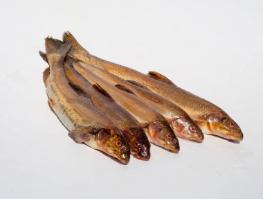 Diptychus maculatus. Bir dağ dere yakalanan balık