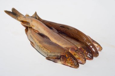 Diptychus maculatus. Bir dağ dere yakalanan balık