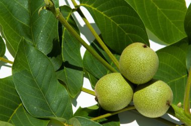 olgunlaşmamış ceviz. ceviz. İçinde studi fotoğrafı