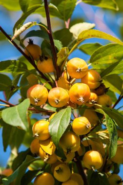 Yaban elması ve yaban elması. Malus, gülgiller (Rosaceae) familyasından bir elma ağacı cinsidir.