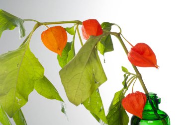 Physalis. Avrupa çalı 