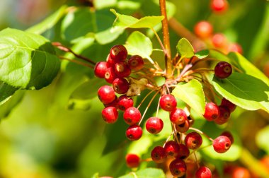 Yaban elması ve yaban elması. Malus, gülgiller (Rosaceae) familyasından bir elma ağacı cinsidir.