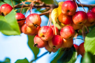Yaban elması ve yaban elması. Malus, gülgiller (Rosaceae) familyasından bir elma ağacı cinsidir.