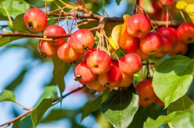 Yaban elması ve yaban elması. Malus, gülgiller (Rosaceae) familyasından bir elma ağacı cinsidir.