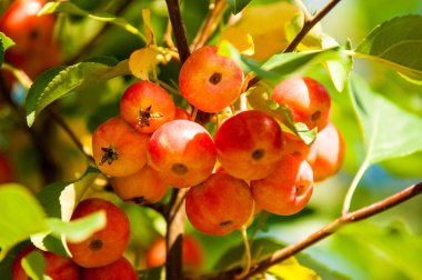 Yaban elması ve yaban elması. Malus, gülgiller (Rosaceae) familyasından bir elma ağacı cinsidir.