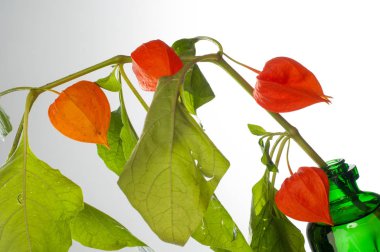 Physalis. Avrupa çalı 