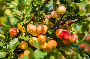 Yaban elması ve yaban elması. Malus, gülgiller (Rosaceae) familyasından bir elma ağacı cinsidir.