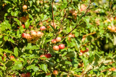 Yaban elması ve yaban elması. Malus, gülgiller (Rosaceae) familyasından bir elma ağacı cinsidir.