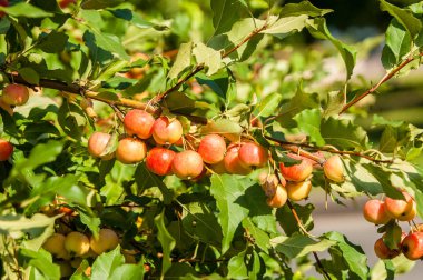 Yaban elması ve yaban elması. Malus, gülgiller (Rosaceae) familyasından bir elma ağacı cinsidir.