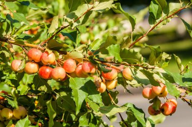 Yaban elması ve yaban elması. Malus, gülgiller (Rosaceae) familyasından bir elma ağacı cinsidir.