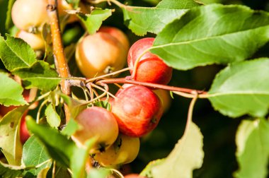 Yaban elması ve yaban elması. Malus, gülgiller (Rosaceae) familyasından bir elma ağacı cinsidir.