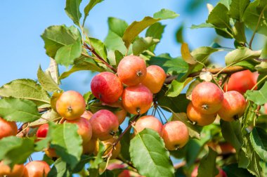 Yaban elması ve yaban elması. Malus, gülgiller (Rosaceae) familyasından bir elma ağacı cinsidir.