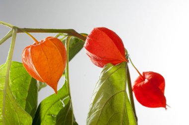 Physalis. Avrupa çalı 