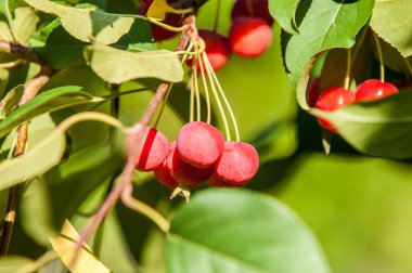 Yaban elması ve yaban elması. Malus, gülgiller (Rosaceae) familyasından bir elma ağacı cinsidir.