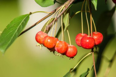 Yaban elması ve yaban elması. Malus, gülgiller (Rosaceae) familyasından bir elma ağacı cinsidir.