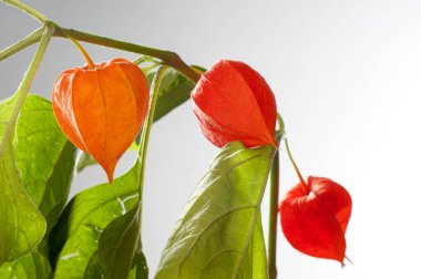 Physalis. Avrupa çalı 