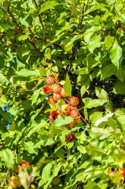 Yaban elması ve yaban elması. Malus, gülgiller (Rosaceae) familyasından bir elma ağacı cinsidir.