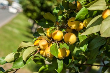 Yaban elması ve yaban elması. Malus, gülgiller (Rosaceae) familyasından bir elma ağacı cinsidir.