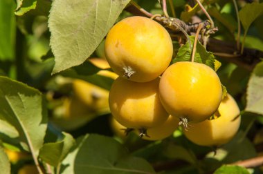 Yaban elması ve yaban elması. Malus, gülgiller (Rosaceae) familyasından bir elma ağacı cinsidir.