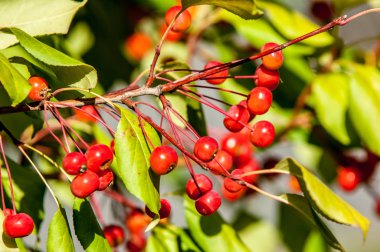 Yaban elması ve yaban elması. Malus, gülgiller (Rosaceae) familyasından bir elma ağacı cinsidir.