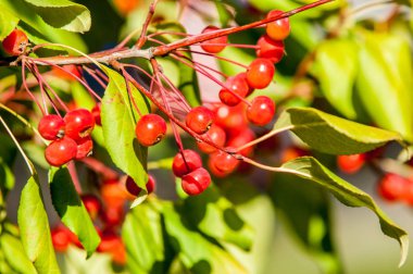 Yaban elması ve yaban elması. Malus, gülgiller (Rosaceae) familyasından bir elma ağacı cinsidir.