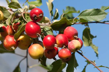 Yaban elması ve yaban elması. Malus, gülgiller (Rosaceae) familyasından bir elma ağacı cinsidir.