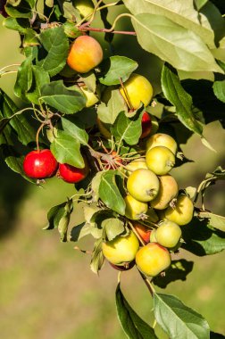 Yaban elması ve yaban elması. Malus, gülgiller (Rosaceae) familyasından bir elma ağacı cinsidir.