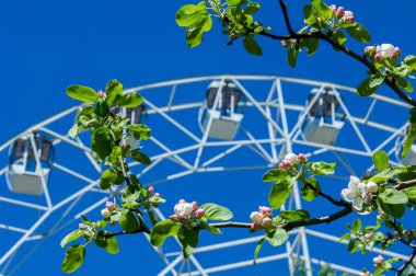 Şehir Parkı içinde dönme dolap. Elma ağaçlarının çiçeklenme. Kırmızı dev dönme dolap ile berrak mavi gökyüzünün yarısı. Büyük vintage salıncak